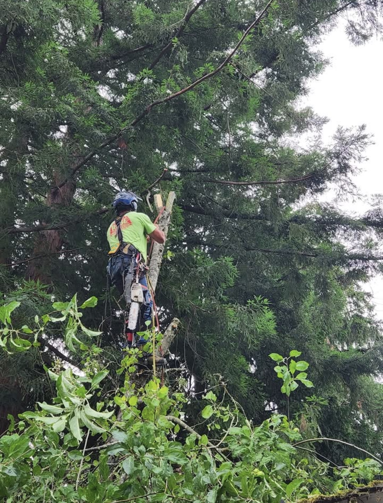 Canopy work · Lowell