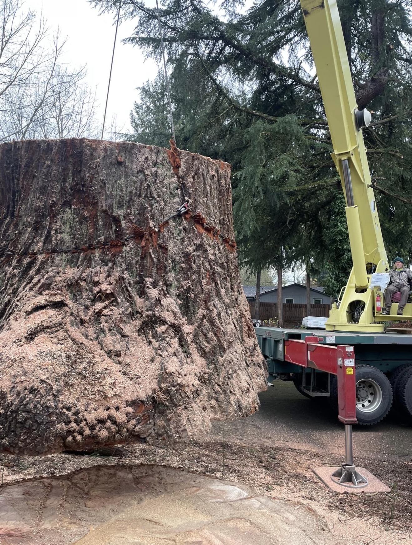 Old-growth stump · Springfield
